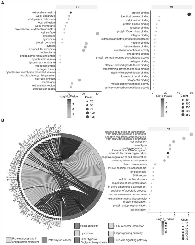 Marker for predicting chemotherapy effect of cervical squamous carcinoma and screening method and application of marker