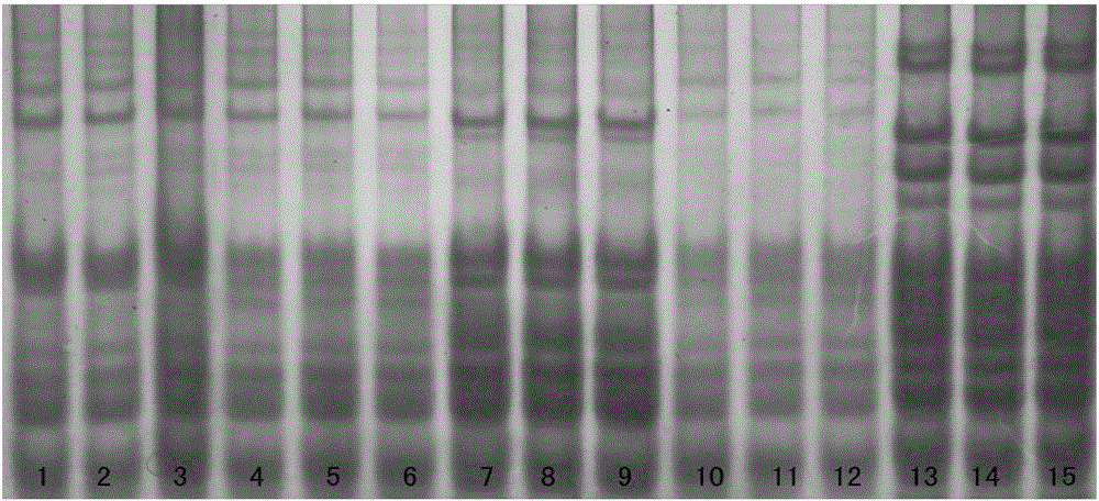 Wheat seed purity identification method