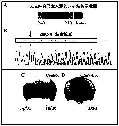 A method for targeted knockdown of multiple copies of genes in the zebrafish genome