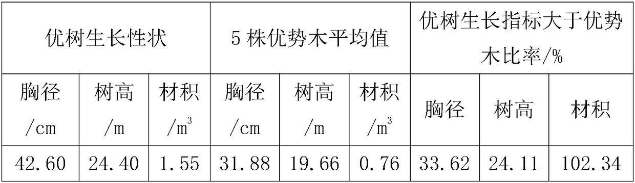 Operating method for grafting and breeding seedling nursery through superior castanopsis hystrix