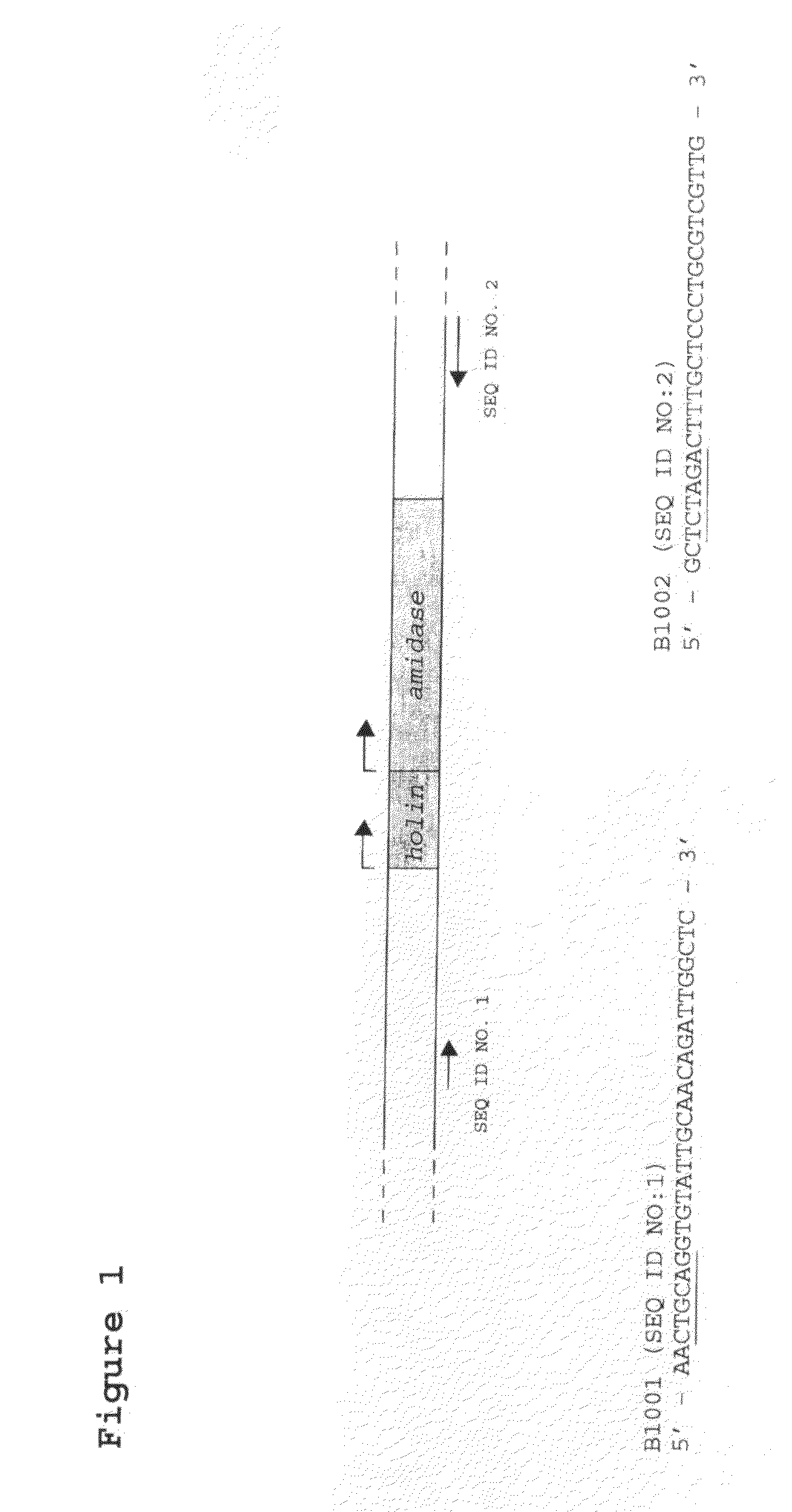 Modified Bacteriophage Including an Alpha/Beta Small Acid-Soluble Spore Protein (SASP) Gene