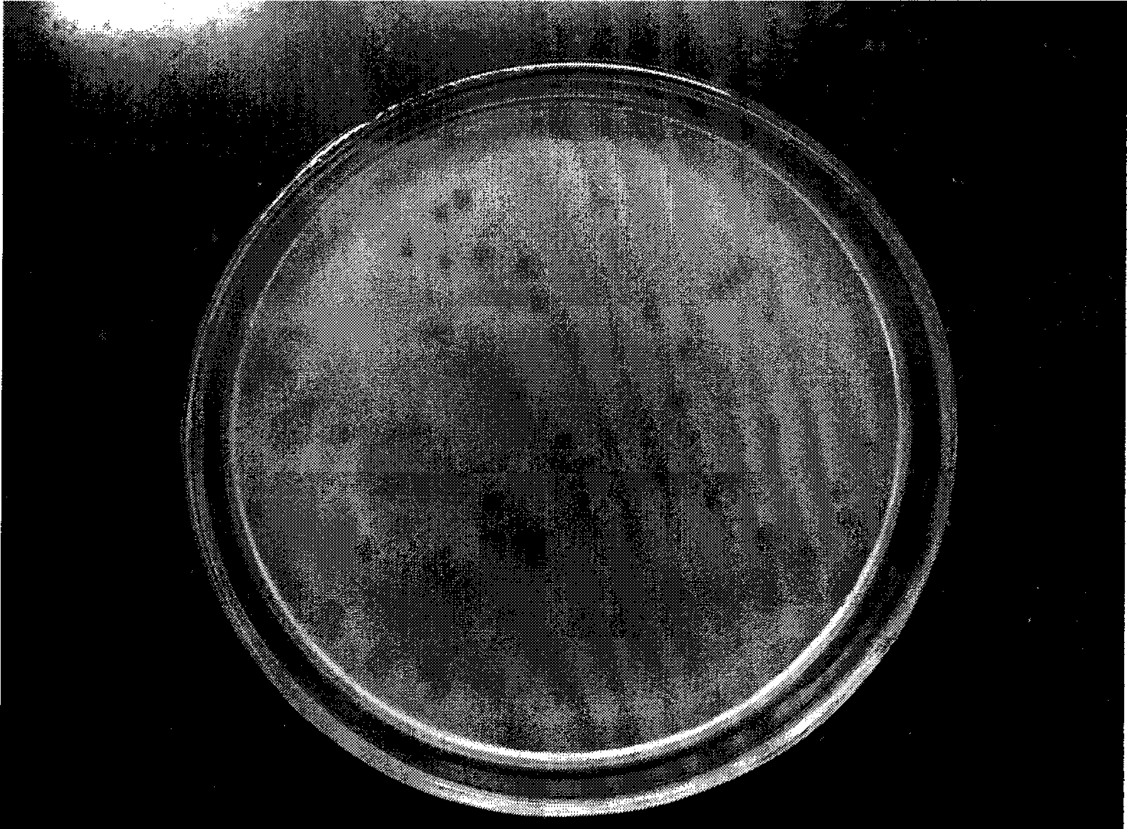 Shigella flexneri phage strain and application thereof