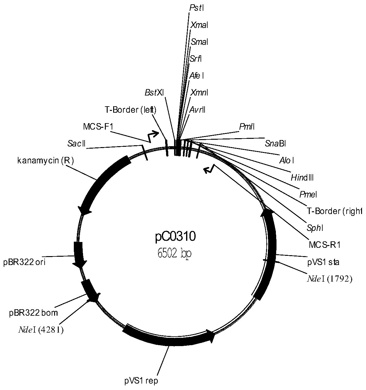 Plant transgenic screening vector pCALSm1 and application thereof