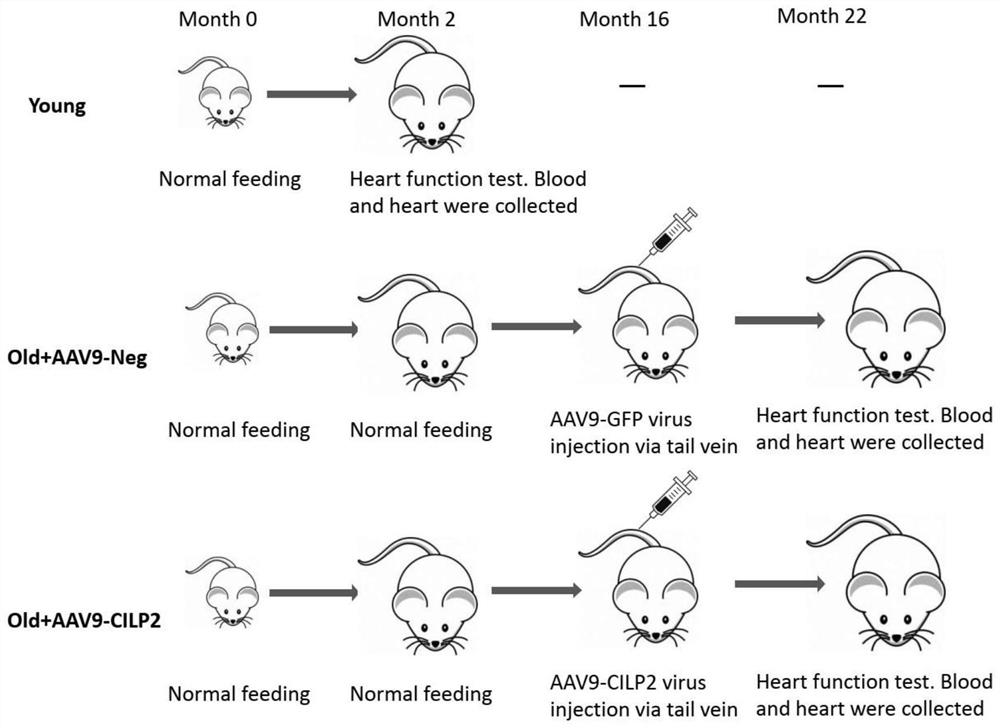 Application of cilp2 in the preparation of drugs for improving cardiac aging and cardiac hypertrophy