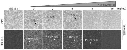 Application of aloe extract in preparation of medicine for preventing and treating porcine epidemic diarrhea