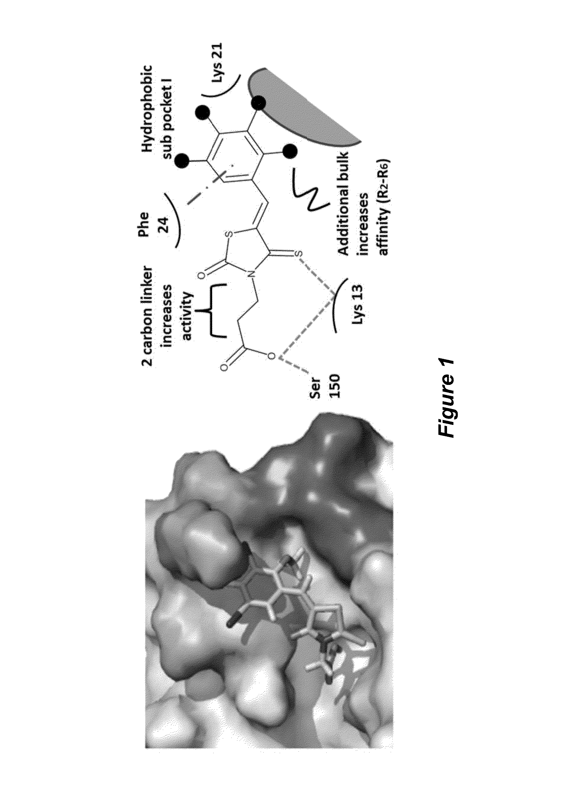 Thioxothiazolidine inhibitors