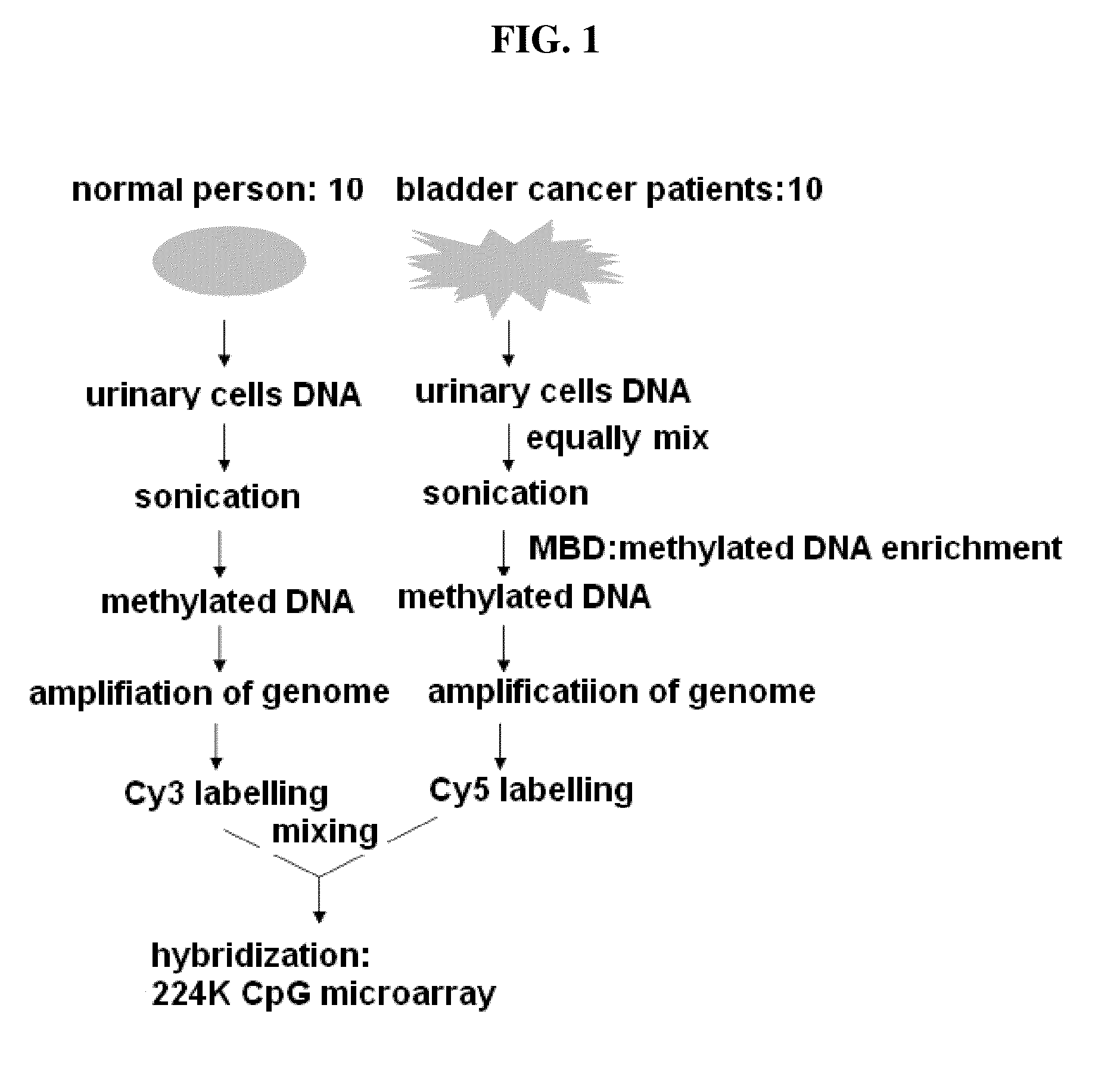 Diagnosis kit and chip for bladder cancer using bladder cancer specific methylation marker gene