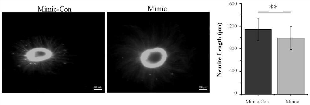 Application of miR-132-5p to preparation of nerve regeneration drugs or materials