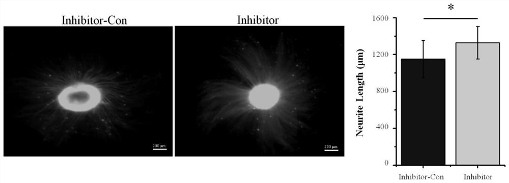 Application of miR-132-5p to preparation of nerve regeneration drugs or materials