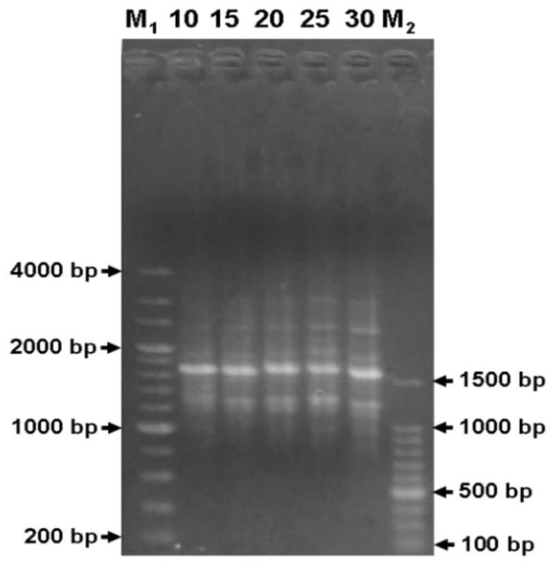 A kind of rapd reaction system and kit of Euonymus peach leaf