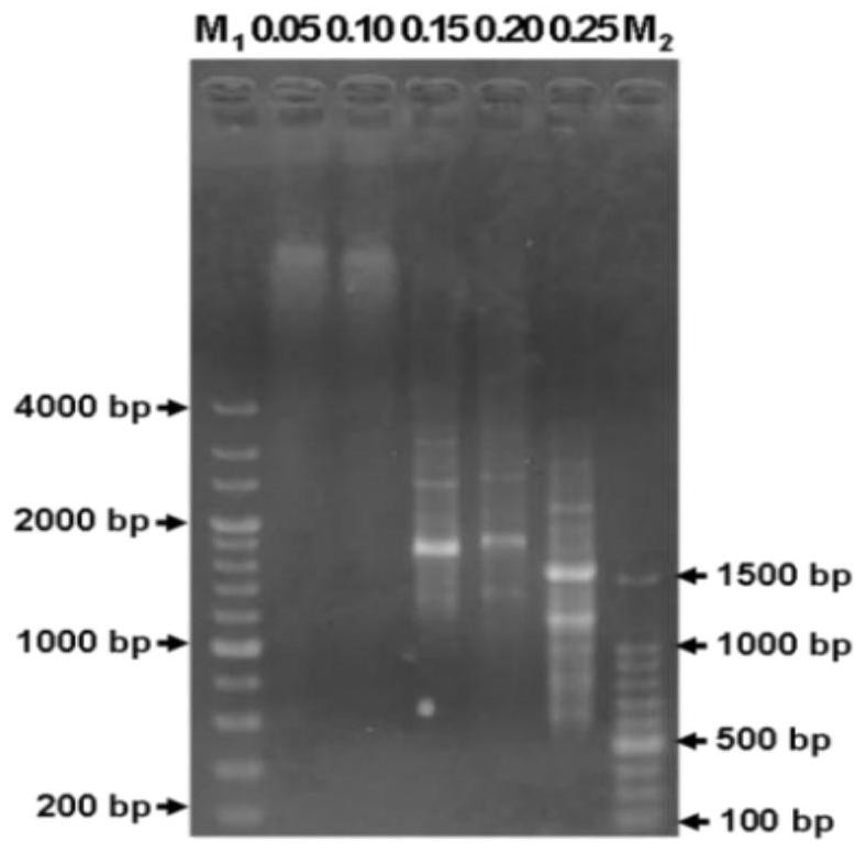 A kind of rapd reaction system and kit of Euonymus peach leaf