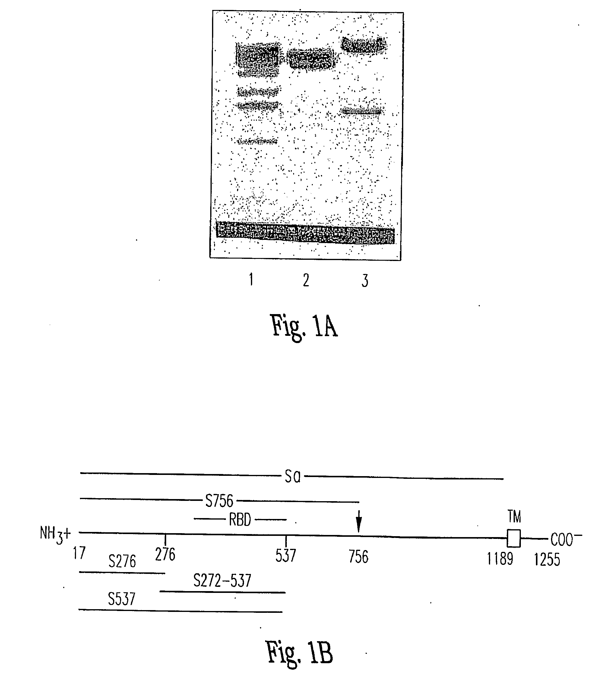 Soluble Fragments of The Sars-Cov Spike Glycoprotein