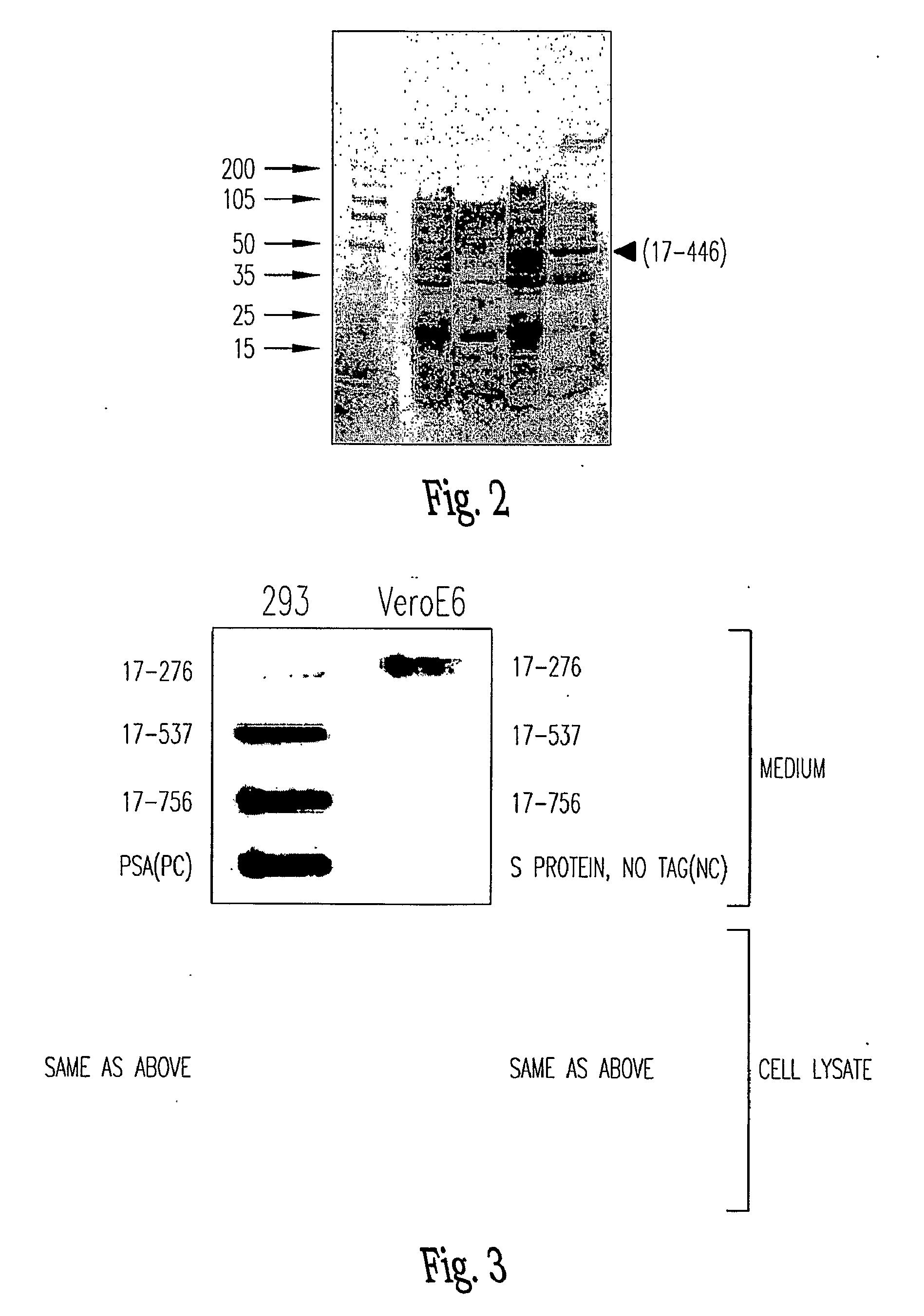 Soluble Fragments of The Sars-Cov Spike Glycoprotein