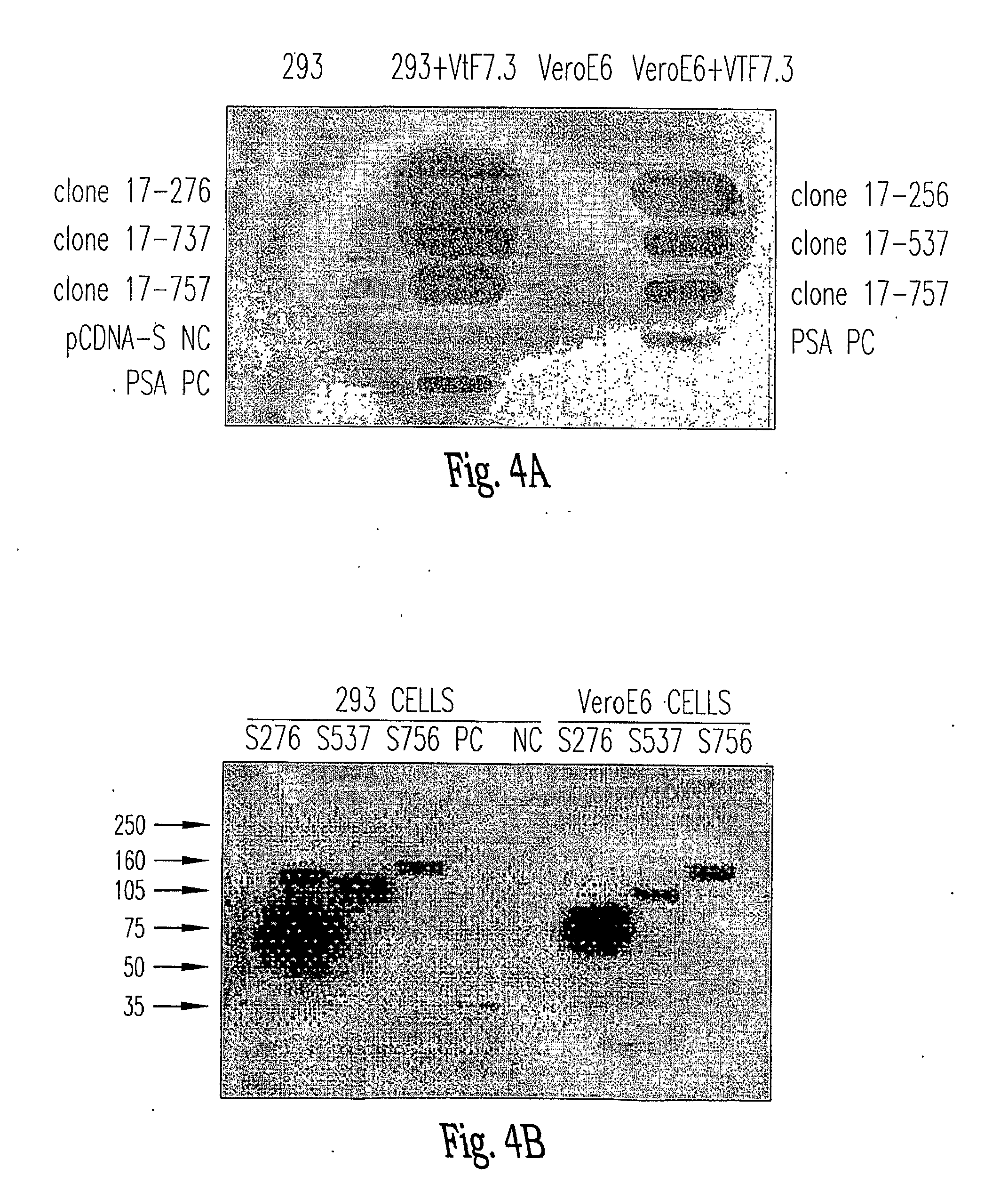 Soluble Fragments of The Sars-Cov Spike Glycoprotein