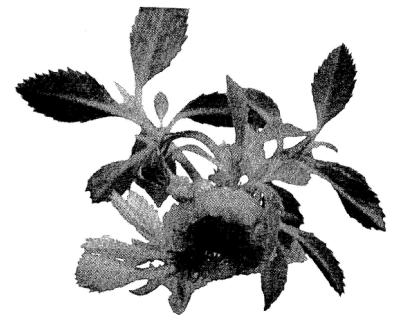 Induced rapid propagation culture medium for somatic embryos of leaves in vitro of photinia x frasery