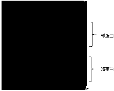 Process method for extracting rapeseed globulin and albumin under optimization and assistance of two enzymes