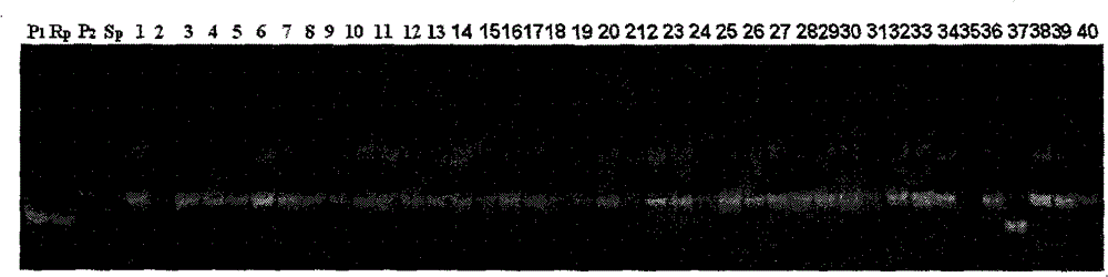 Rice blast resisting gene Pi-y43 (t) and SSR (simple sequence repeat) markers relative to gene Pi-y43 (t)