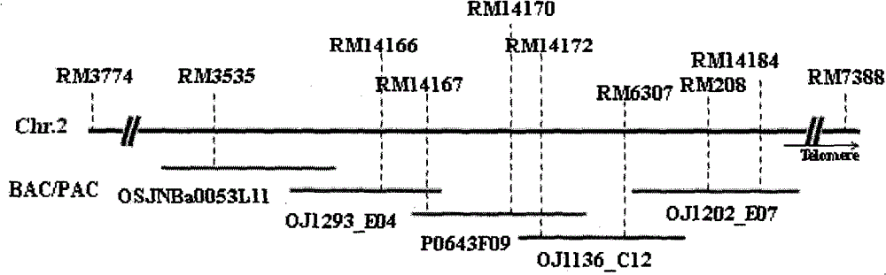 Rice blast resisting gene Pi-y43 (t) and SSR (simple sequence repeat) markers relative to gene Pi-y43 (t)