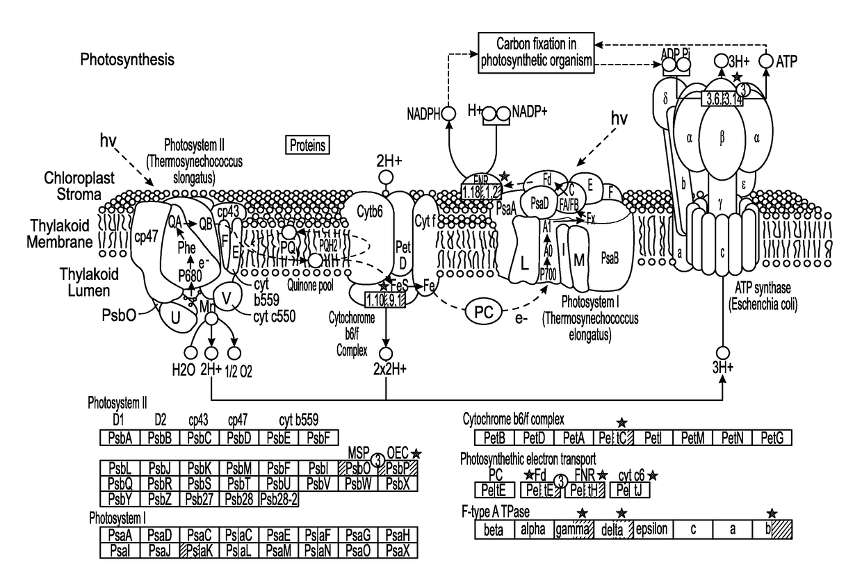 Productivity and Bioproduct Formation in Phototropin Knock/Out Mutants in Microalgae