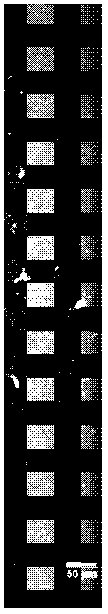 Biological sample preparation method applicable to ultra-thin section and fluorescence imaging