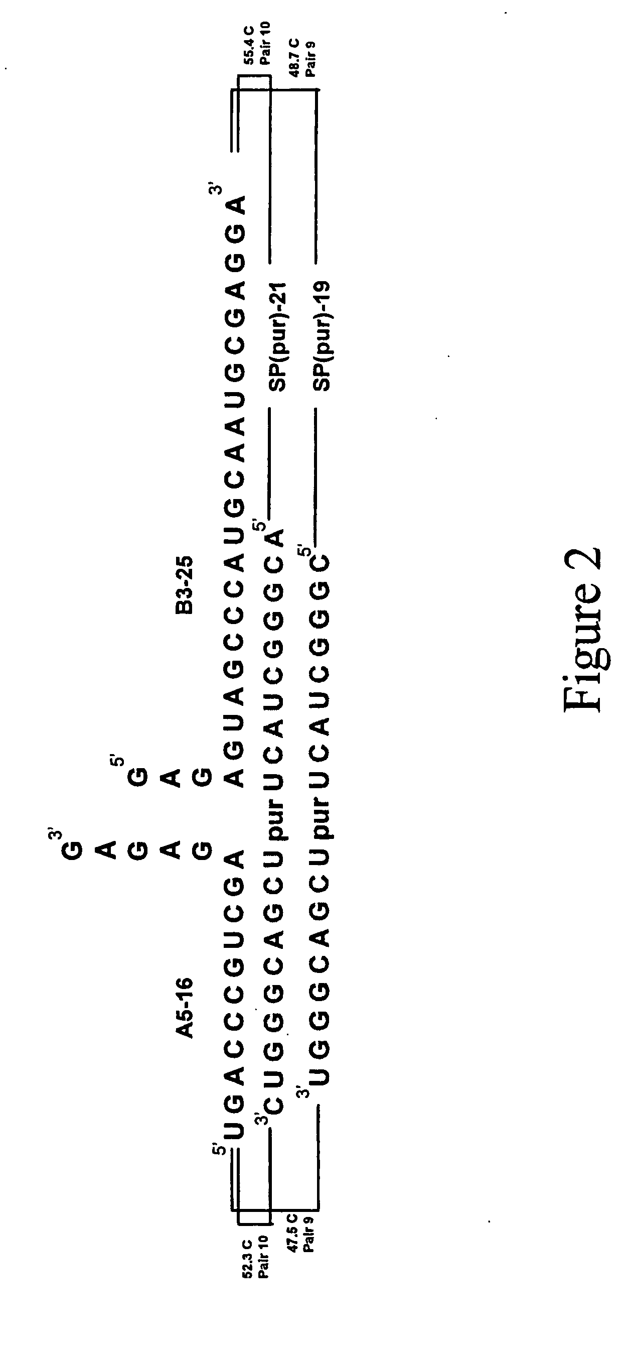 Splint-assisted enzymatic synthesis of polyribounucleotides