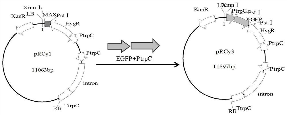 Transgenic biocontrol fungus interfering with citrus psyllid vitellogenin gene expression and its preparation method and application