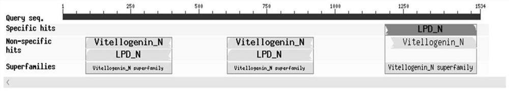 Transgenic biocontrol fungus interfering with citrus psyllid vitellogenin gene expression and its preparation method and application