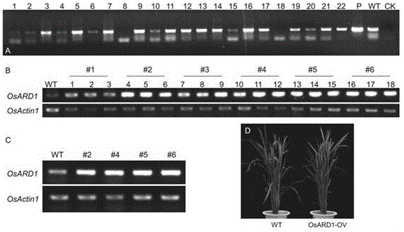 Application of OsARD1 gene to improving of flooding tolerance of rice