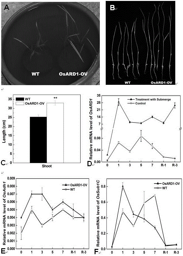 Application of OsARD1 gene to improving of flooding tolerance of rice