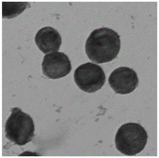 Breast cancer cell dyeing method, application thereof and dyeing kit