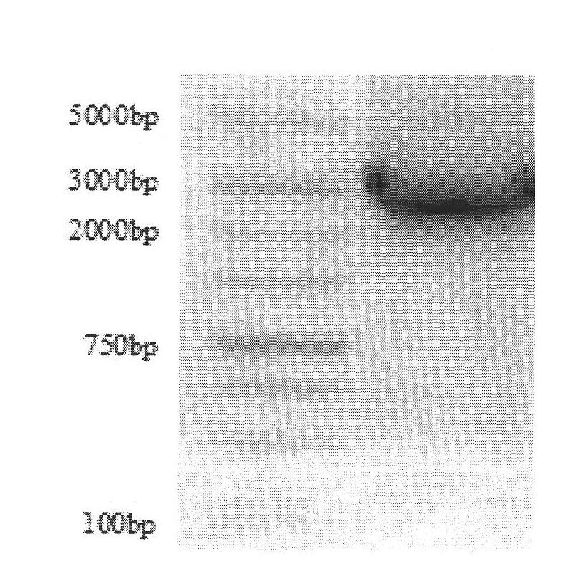 Method for cloning piricula oryzae gene of rice