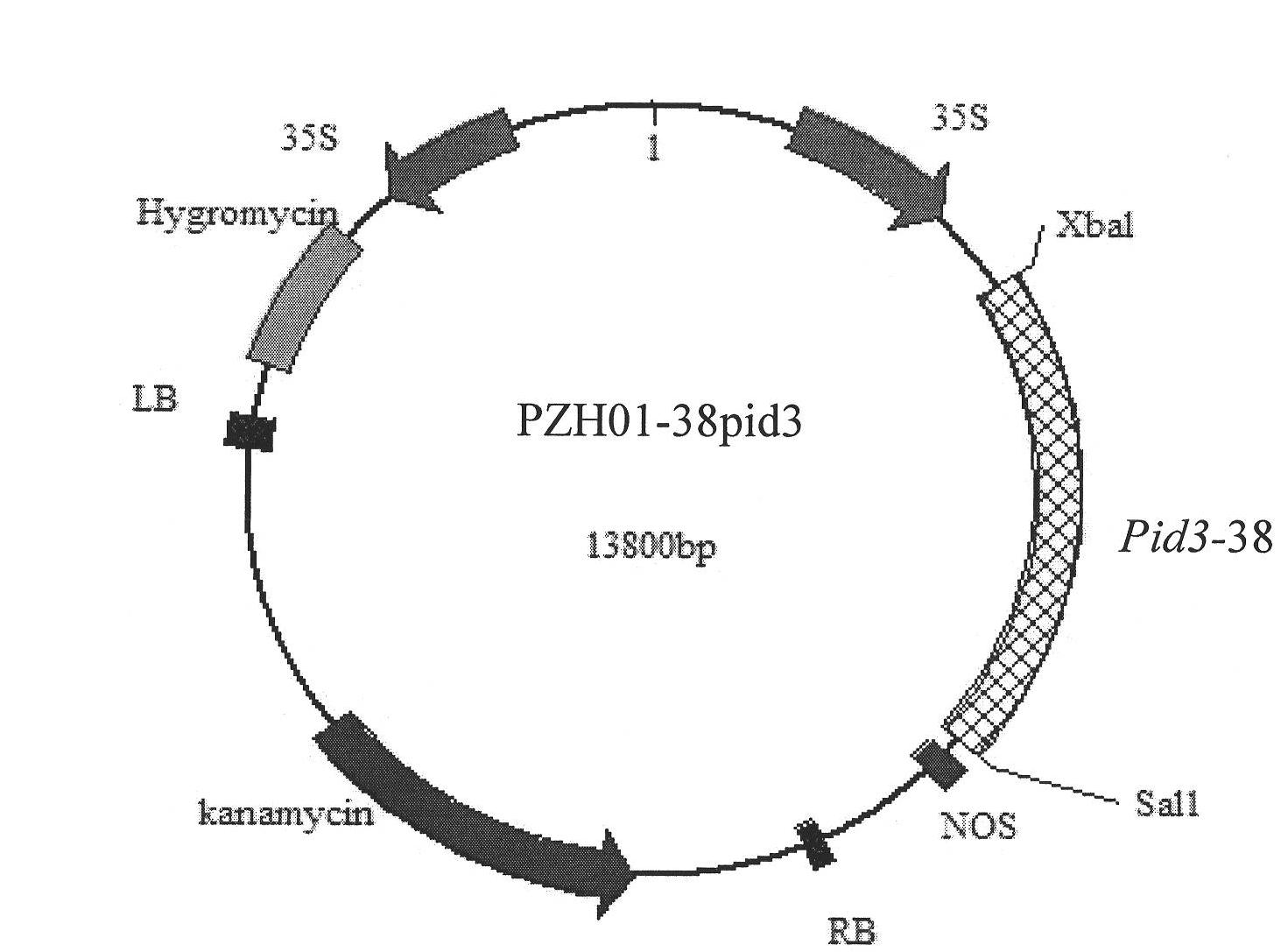 Method for cloning piricula oryzae gene of rice