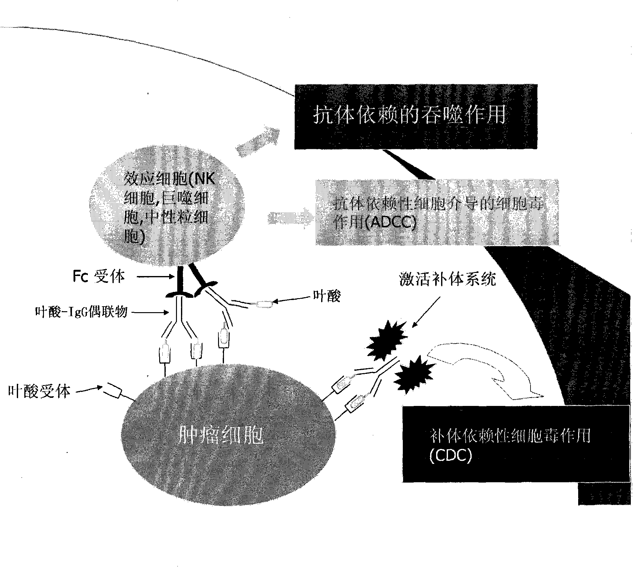 Folate-IgG conjugate as well as preparation method and application thereof