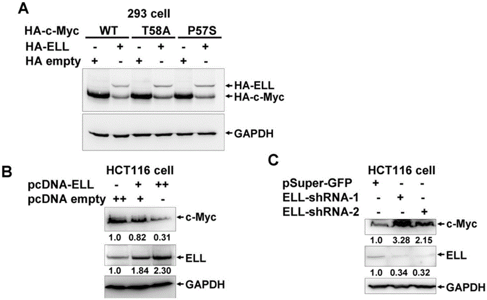 Application of ELL as E3 ubiquitin ligase