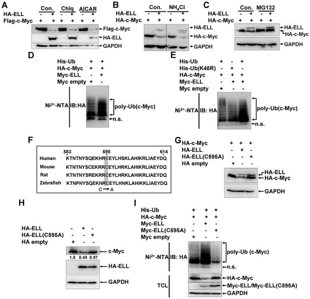 Application of ELL as E3 ubiquitin ligase