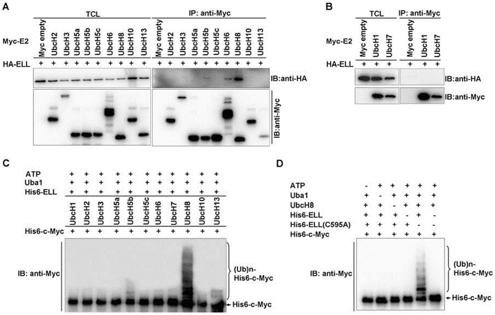 Application of ELL as E3 ubiquitin ligase