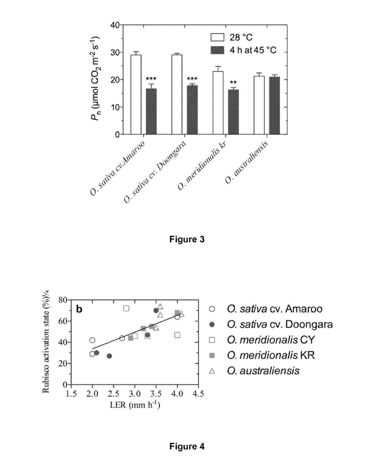 Thermostable rubisco activase complexes