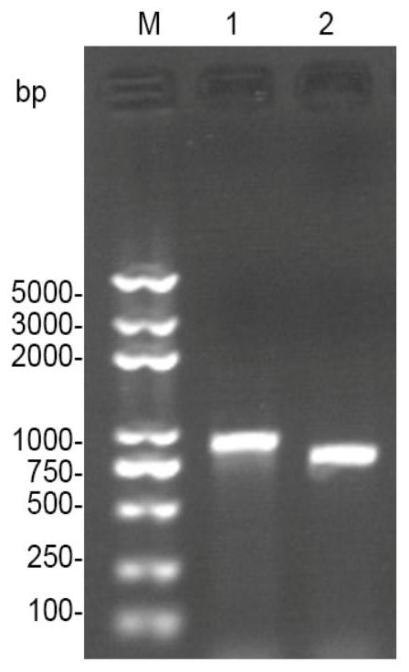 A mutant Mycobacterium smegmatis secreting niacin and its construction method