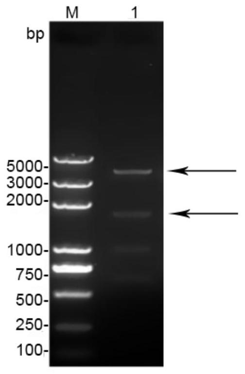 A mutant Mycobacterium smegmatis secreting niacin and its construction method