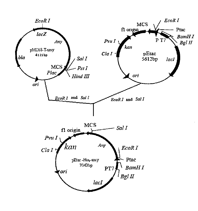 Marine low temperature alpha-amylase gene engineering bacteria, recombinant enzyme and application