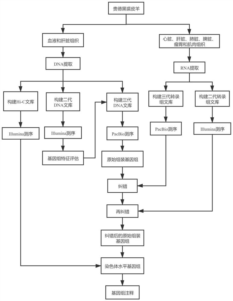 Method for assembling and annotating Guide black fur sheep genome based on three-generation PacBio and Hi-C technologies