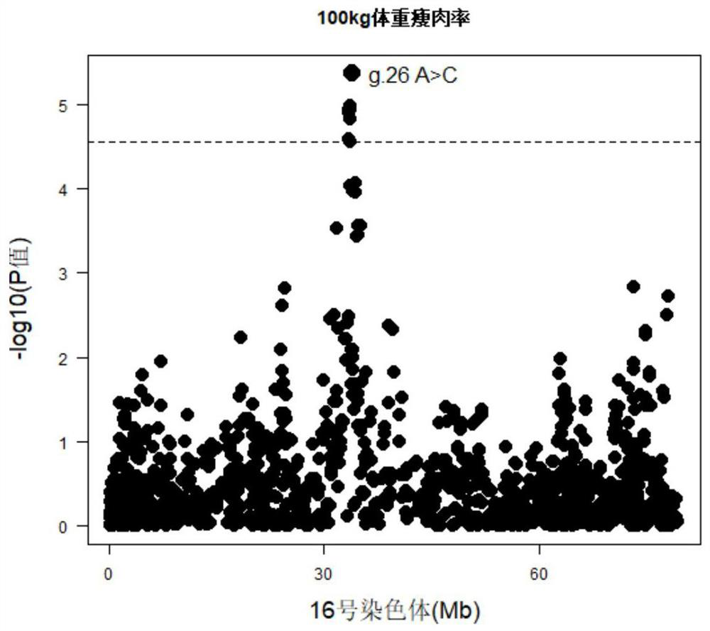 SNP molecular markers located on pig chromosome 16 related to pig lean meat percentage and eye muscle area and their application