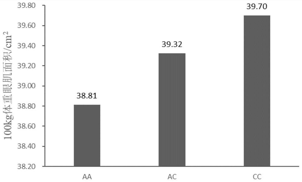 SNP molecular markers located on pig chromosome 16 related to pig lean meat percentage and eye muscle area and their application