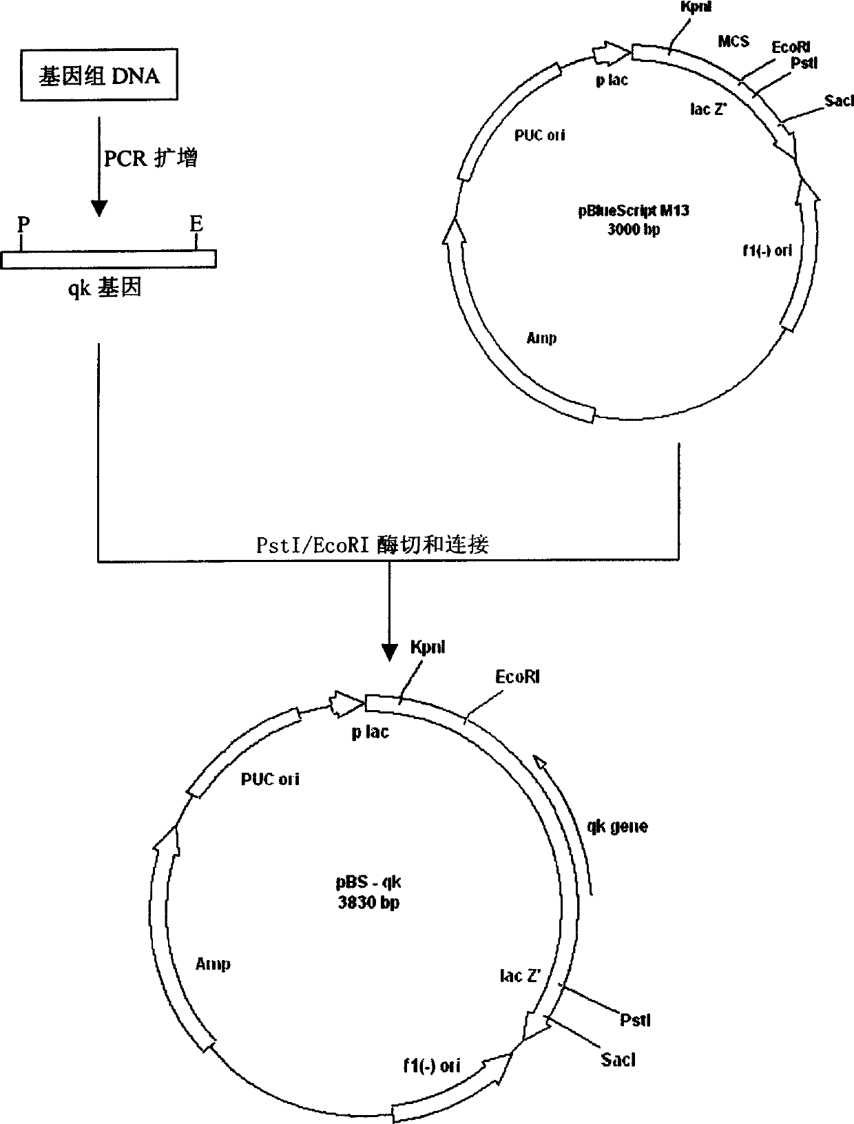 Gene of streptokinase, recombination protein and preparation method