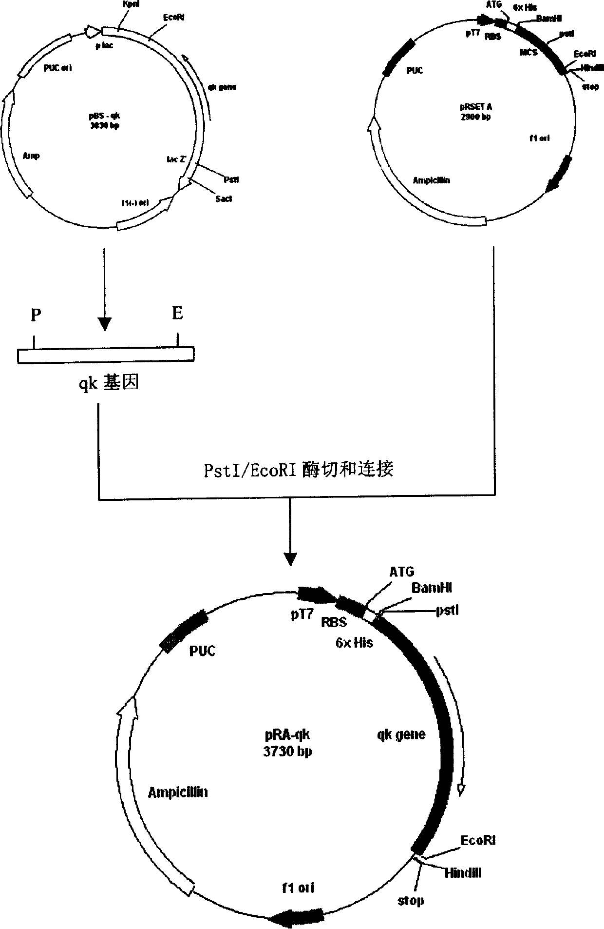 Gene of streptokinase, recombination protein and preparation method