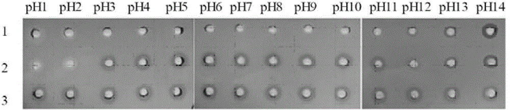 A kind of quantitative detection method of L-amino acid oxidase activity