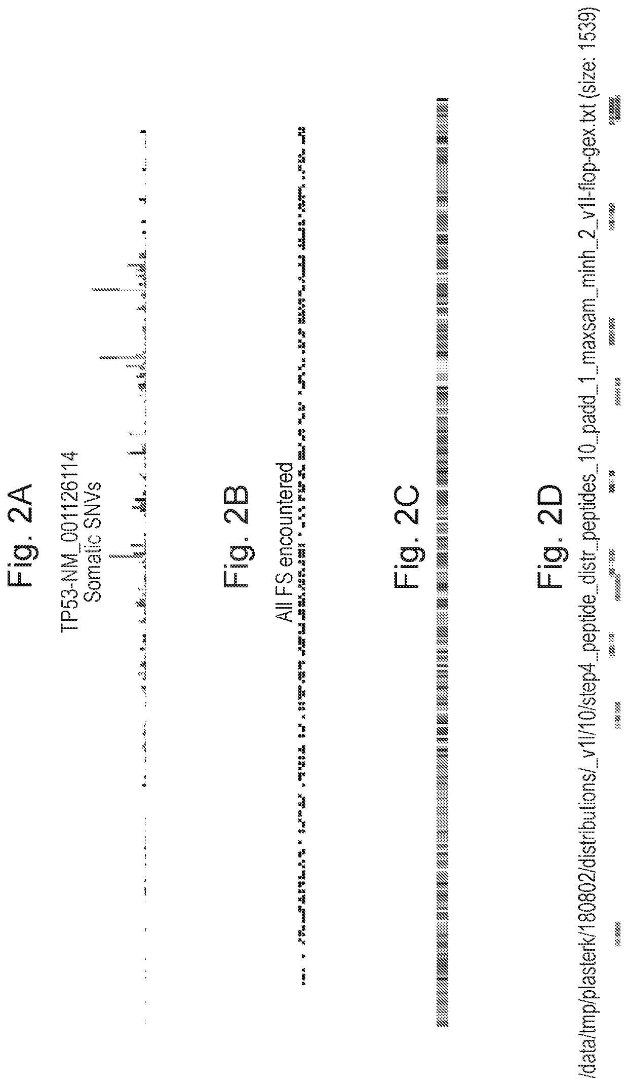 Cancer vaccines for colorectal cancer