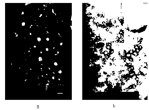 Genistein positive ion nano lipid carrier and preparation method thereof