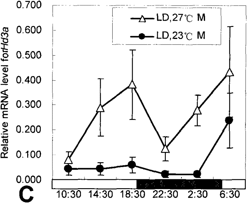 Photoperiodic tolerant mutant hd1-3 gene for regulating and controlling flowering time of rice and application thereof