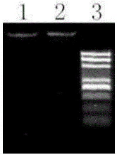 Kit and extraction method for quickly extracting microbial genome DNA from animal fecal microorganisms